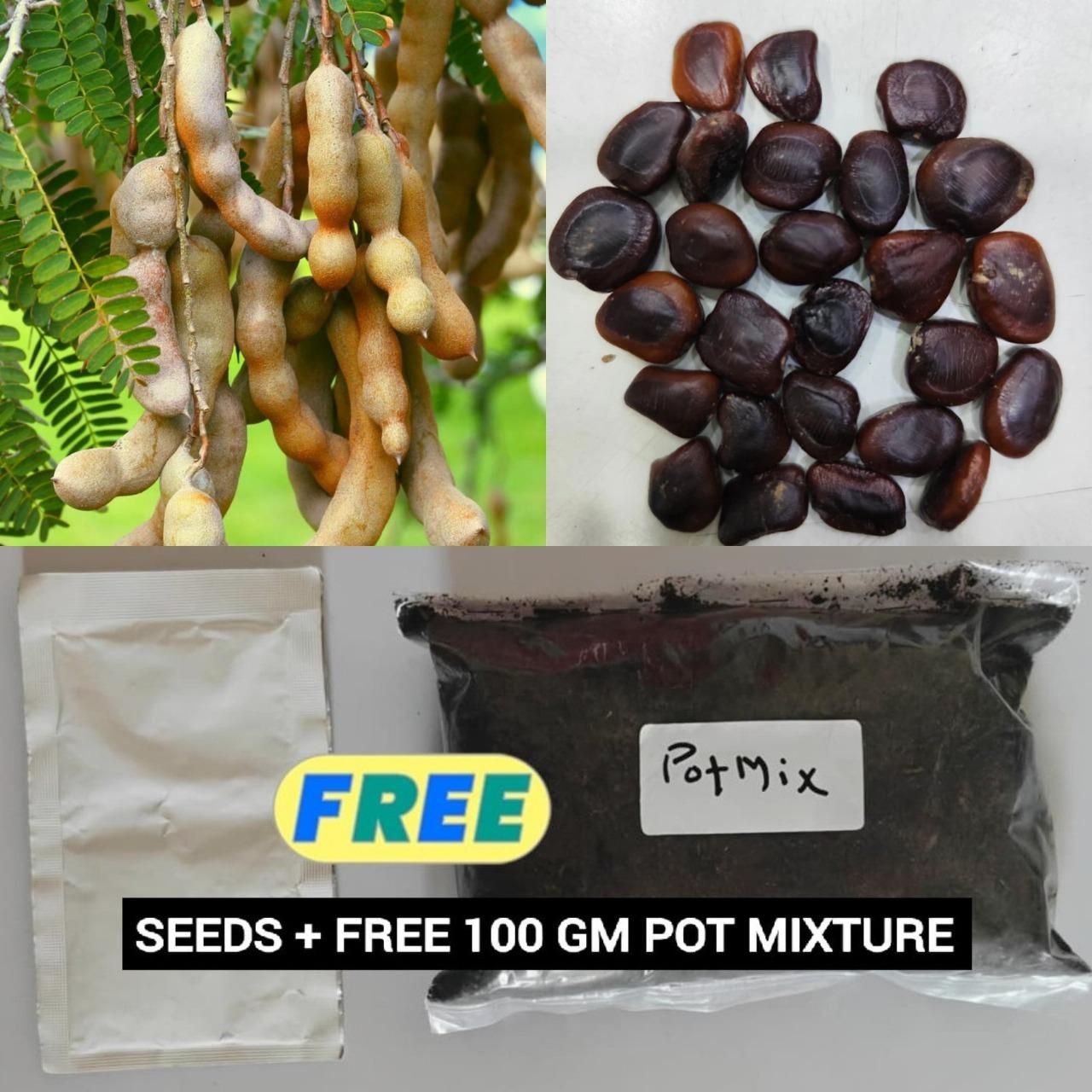 Tamarind Seeds (Free Pot Mixture 100 gm)